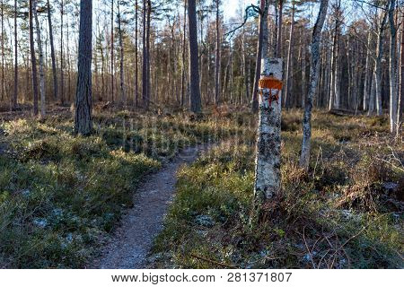 Walking Trail Marked By Knitted Orange Markers