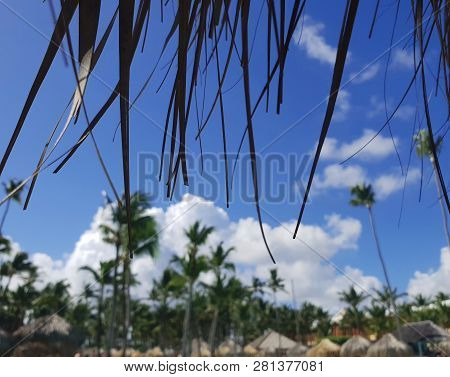 View Throug Strawy Umbrella On The Beach With Palms In Background In  Dominican Republic