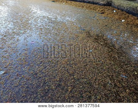 Too Much Algae On The Beach And In The Water In Dominican Republic, Seaweed Ecological Problem