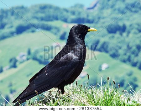 Pyrrhocorax Graculus, The Alpine Chough Or Yellow-billed Chough - Swiss Alps, Switzerland