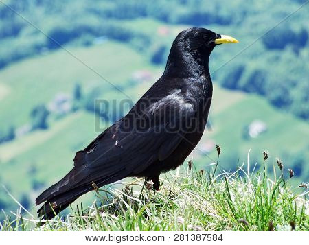 Pyrrhocorax Graculus, The Alpine Chough Or Yellow-billed Chough - Swiss Alps, Switzerland