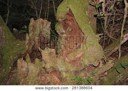 Dense Forest Next To The Agios Nikolaos Park Naousa Greece