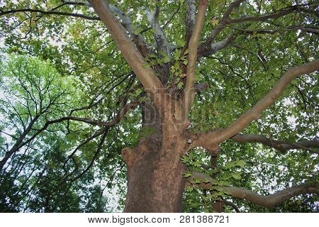 Dense Forest Next To The Agios Nikolaos Park Naousa Greece
