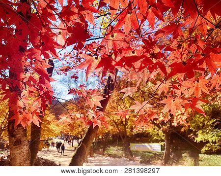 Autumn Of Gancheonsan Mountain, Sunchang, Jeollanamdo, South Korea