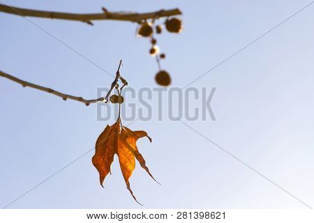 One Bright Orange-yellow Autumn Leaf Of A Plane Tree Against The Blue Sky
