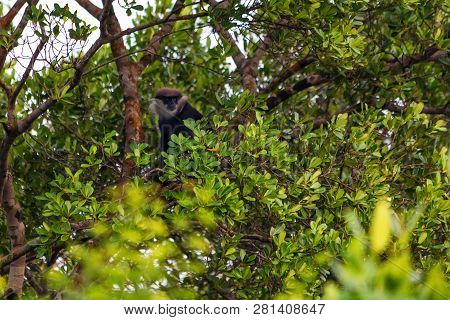 Purple-faced Langur Or Semnopithecus Vetulus On Tree