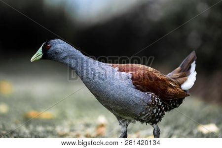 Beautiful Specimen Of Green-billed Tingua (gallinula Melanops Bogotensis) Walking Quietly, Typical B