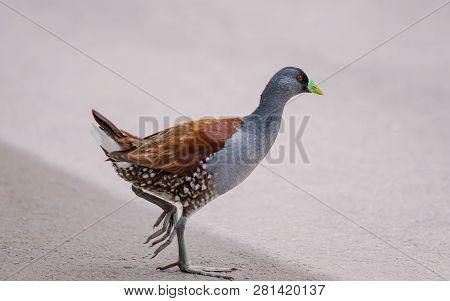 Beautiful Specimen Of Green-billed Tingua (gallinula Melanops Bogotensis) Walking Quietly, Typical B