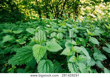 Twigs Of Wild Plant Nettle Or Stinging Nettle Or Urtica Dioica In Spring Meadow