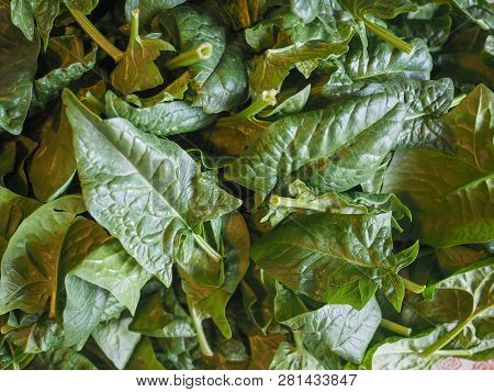 Spinach Vegetables Food