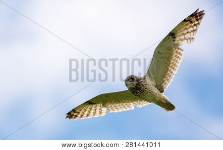 Short-eared Owl In Flight With Long Wings