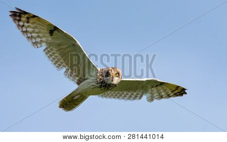 Short-eared Owl In Flight With Spreaded Wings