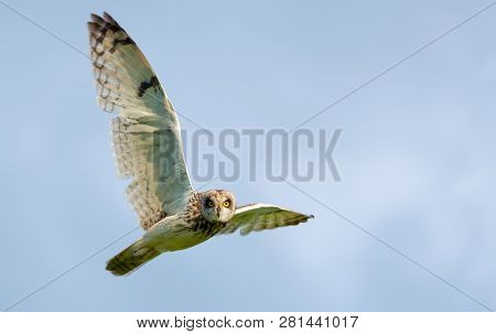 Short-eared Owl In Flight With Wide Spreaded Wings