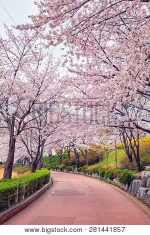 Blooming sakura cherry blossom alley in park in spring, Seokchon lake park, Seoul, South Korea