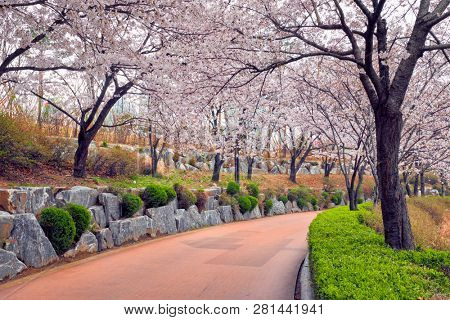Blooming sakura cherry blossom alley in park in spring, Seokchon lake park, Seoul, South Korea