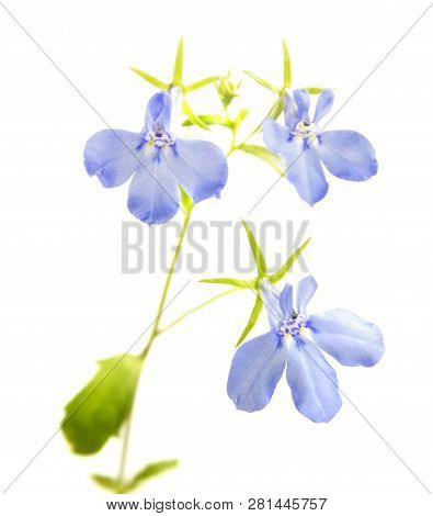 Blue Flowers Of Lobelia Erinus Or Edging Lobelia Isolated On White Background