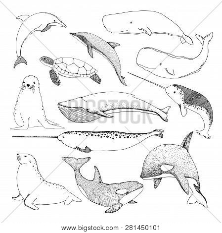 Sketch Various Sea Creatures. Turtle Whale, Walrus, Dolphin And Others. Vector