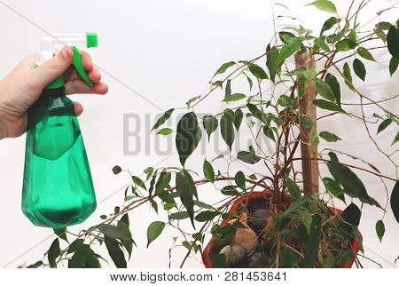 Ficus Benjamin. Care For Ficus At Home