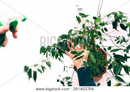 Ficus Benjamin. Care For Ficus At Home