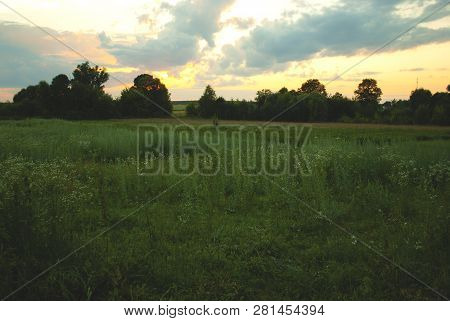 Evenight Wild Field Of Flowers. The End Of The Summer
