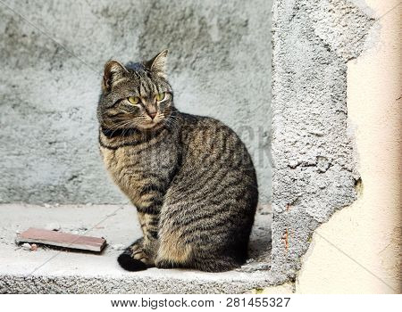fluffy cute cat in Portovenere, Italy, in March 2018  