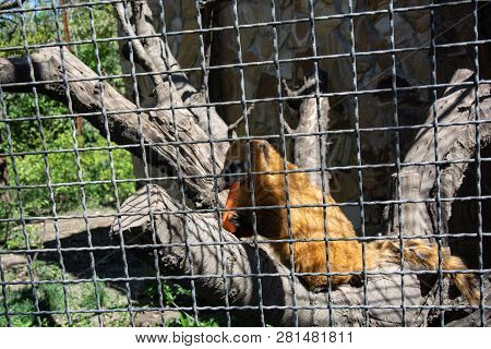 Coati From The Cage Cute Wild Animal