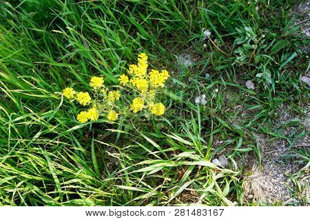 Bittercress (barbarea Vulgaris), Also Called Herb Barbara, Rocketcress, Yellow Rocketcress, Winter R
