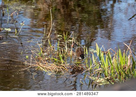 Common Gallinule Waterfowl Gallinula Galeata