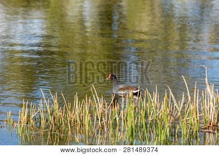 Common Gallinule Waterfowl Gallinula Galeata