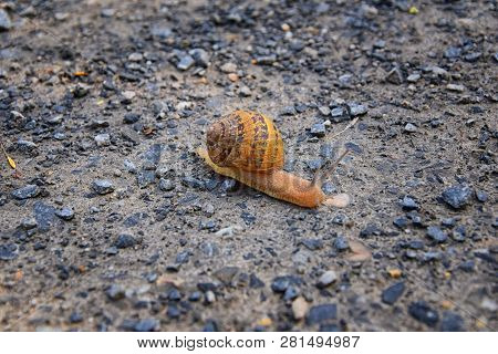 Macro View Of Common Brown Garden Snail (cornu Aspersum) Which Is A Species Of Land Snail. A Terrest
