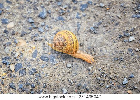 Macro View Of Common Brown Garden Snail (cornu Aspersum) Which Is A Species Of Land Snail. A Terrest