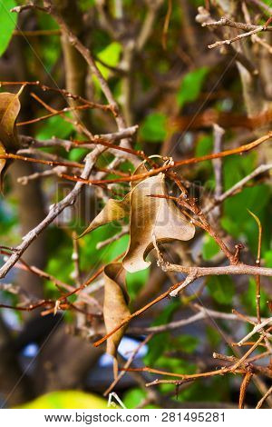 Brown Dried Out Leaves On Dried Out Twings. Street Side Plant With Dried Out Plant With Brown Leaves