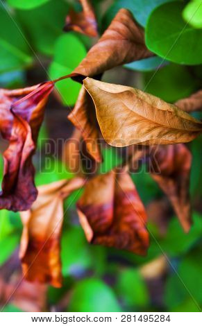 South Floriida Brown Leave Bunch With Green Follage Plant In The Blurred Backgorund