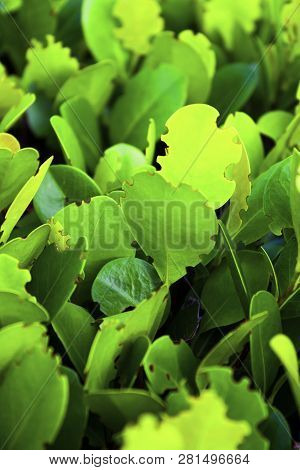 South Florida Tropical Rose Bunch Leaves With Round Hole Biten Off By The Leaf Cutter Bee. Tropical 