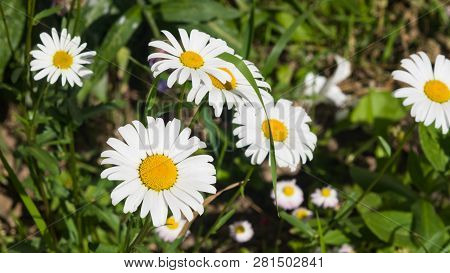 Scentless False Mayweed, Tripleurospermum Inodorum, Blossom, Close-up, Selective Focus, Shallow Dof