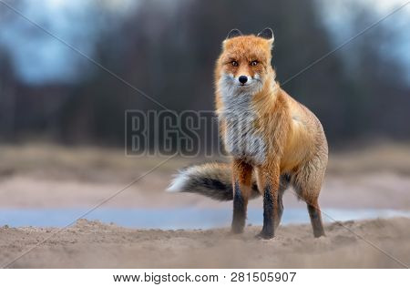Windy Red Fox Posing On Field Road In Stormy Winter Conditions