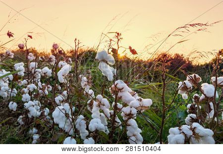 Cotton field at sunrise.