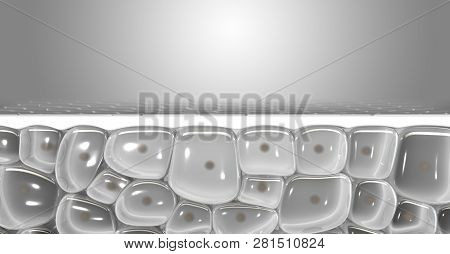 Skin Dermis Cross Section
