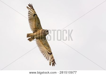 Short-eared Owl Flies By With Widely Stretched Wings