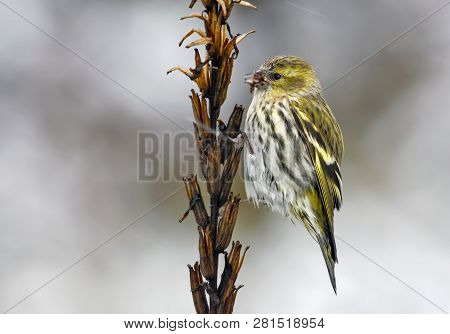 Female Eurasian Siskin Sits On Herbaceous Plant With Winter Snowflakes