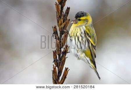 Male Eurasian Siskin Posing On Suncup Seed Plant In Winter