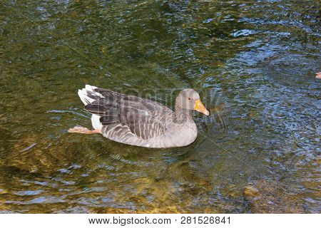 Ducks And Geese At The Agios Nikolaos Park Naousa Greece