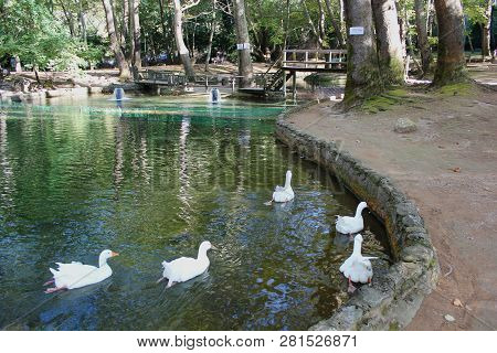 Ducks And Geese At The Agios Nikolaos Park Naousa Greece