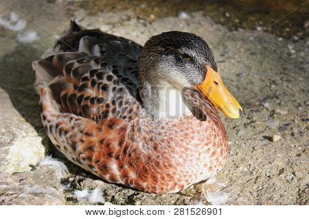 Ducks And Geese At The Agios Nikolaos Park Naousa Greece