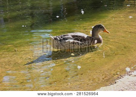 Ducks And Geese At The Agios Nikolaos Park Naousa Greece