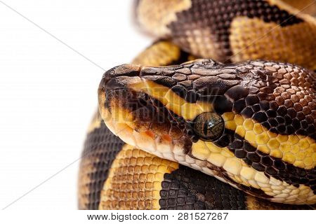 Python Regius Snake Isolated On White Background.