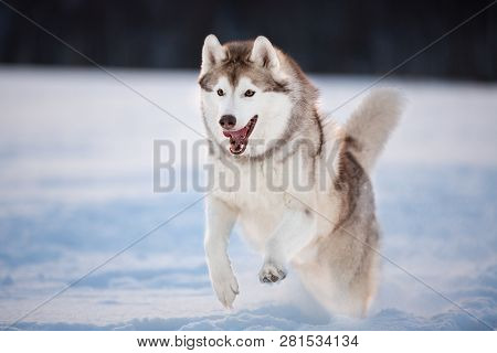 Crazy, Happy And Funny Beige And White Dog Breed Siberian Husky With Tonque Out Jumping And Running 