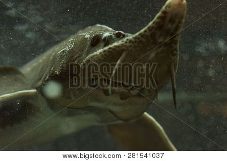 Sturgeons Fish In Water Tank, Dark Background