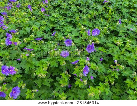 Delicate Garden Spring Flowers Of Lilac-blue Color.