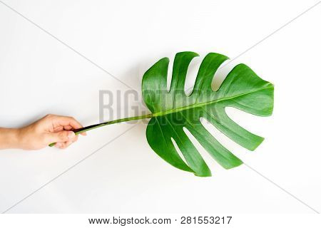 Human Hand Holding Tropical Monstera Palm Leaf On White Background In Flat Lay Top View. Fresh Green